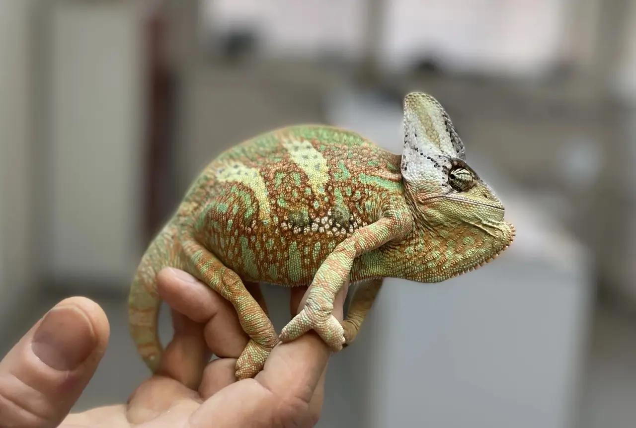 Chameleón počas veterinárneho vyšetrenia v ambulancii Veterinár Maniak