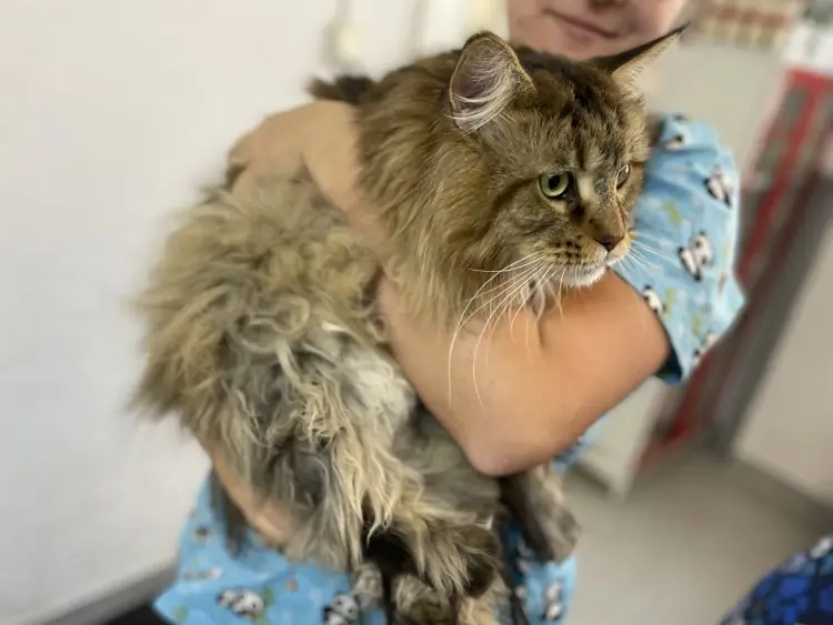 Mačka v náručí veterinára v ambulancii Veterinár Maniak