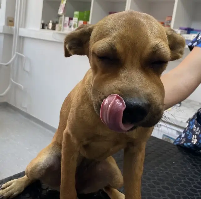 Pes pacient počas veterinárneho vyšetrenia v ambulancii Veterinár Maniak