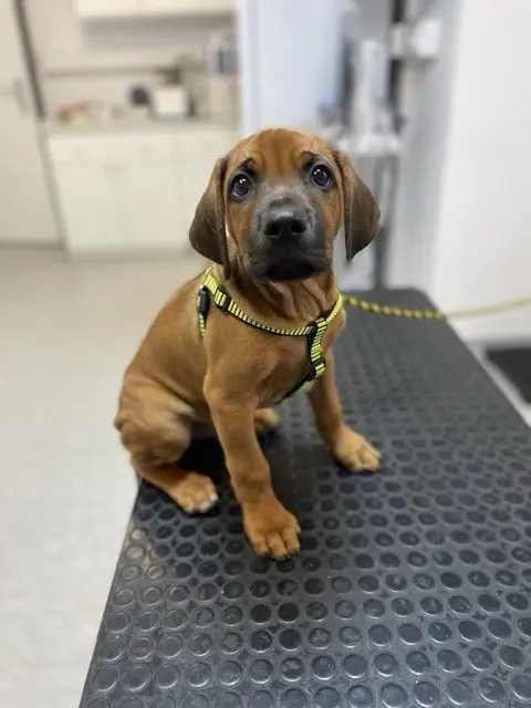 Šteniatko počas návštevy veterinárnej ambulancie Veterinár Maniak